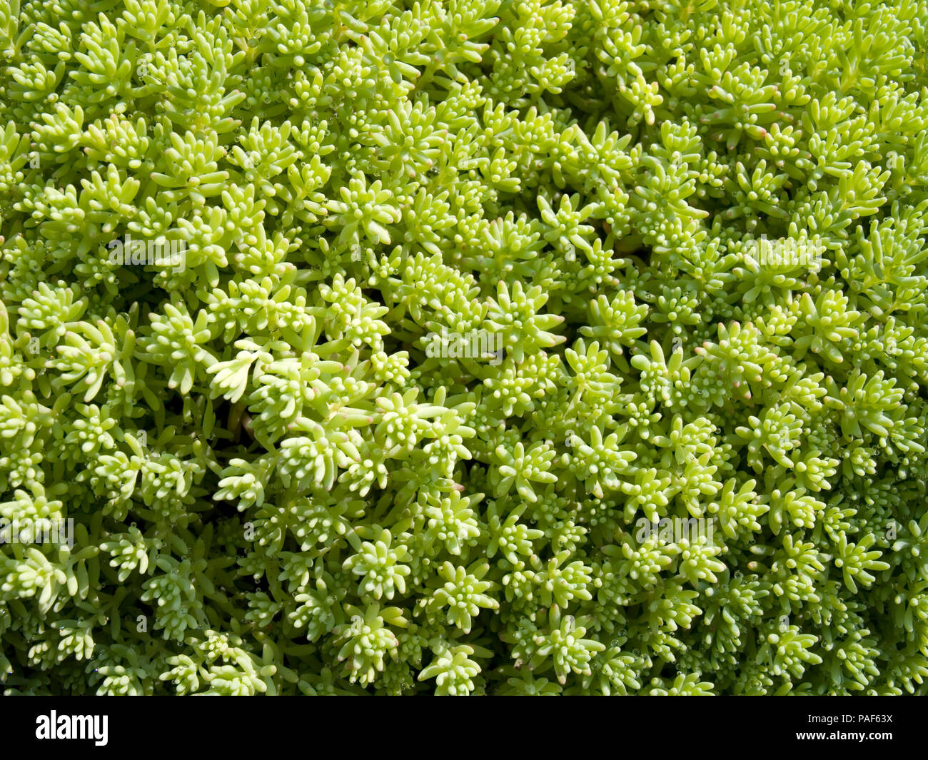 Sedum succulent ground-covering plant Stock Photo