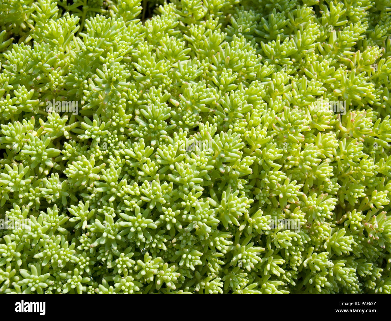 Sedum succulent ground-covering plant Stock Photo