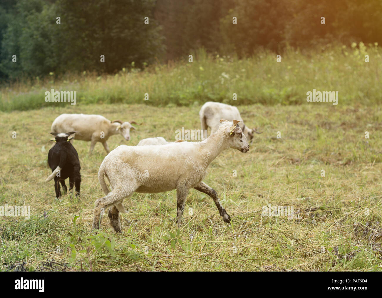 herd of sheeps on meadow in sunset Stock Photo