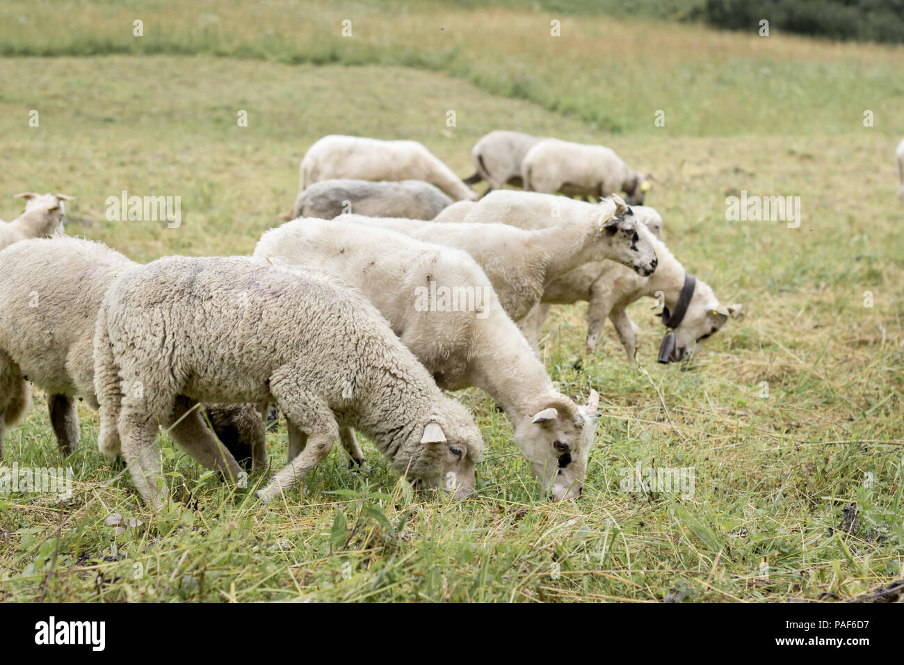 herd of sheeps on meadow pasture Stock Photo