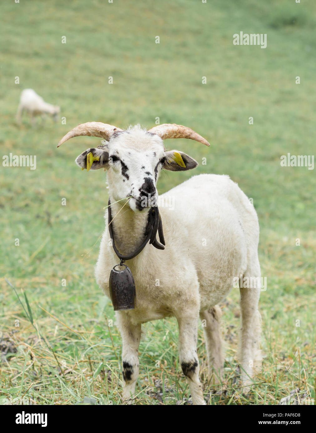 single ram on green meadow looking at camera. closeup portrait Stock Photo
