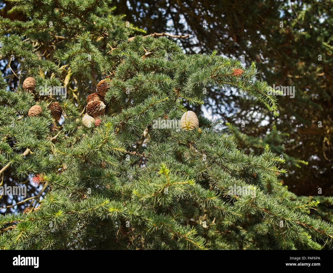 Pine cones on a Cedar of Lebanon or Cedrus Lebani, selective focus. Stock Photo