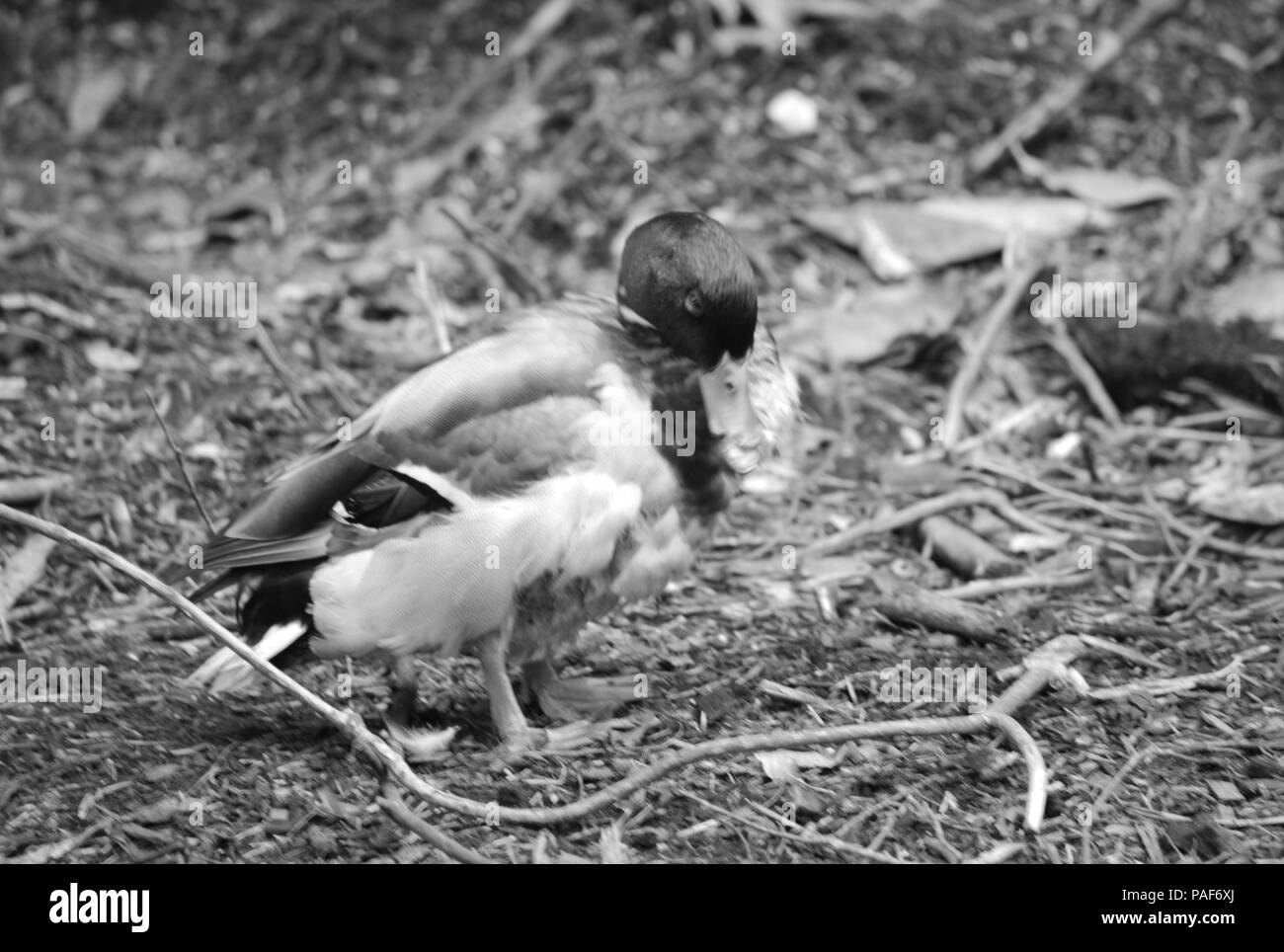 Mallard duck in black and white Stock Photo