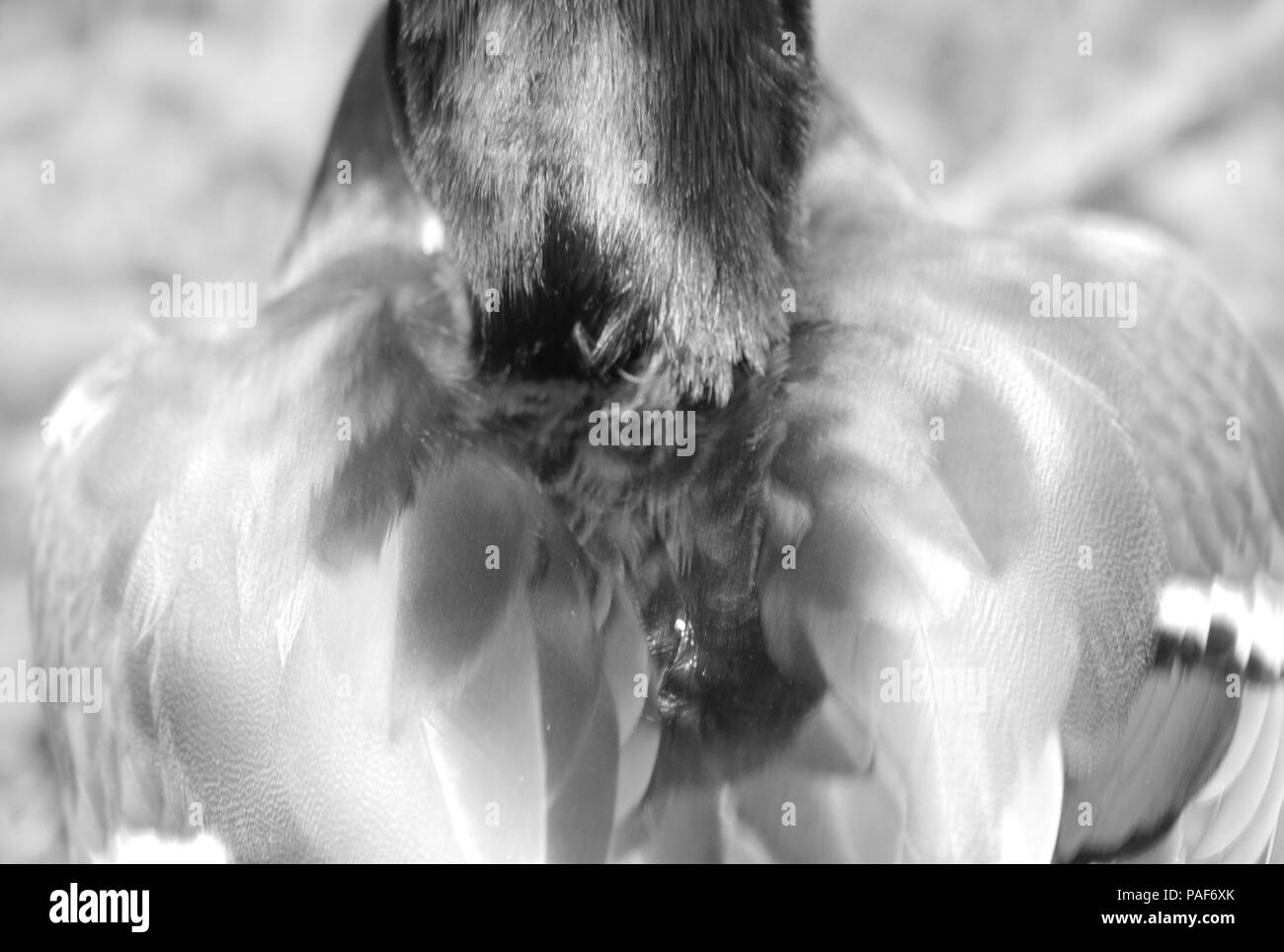 Mallard duck in black and white Stock Photo