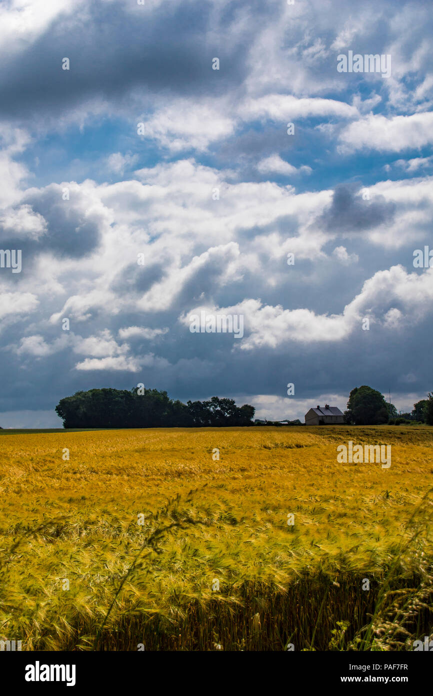 Field under cloudy afternoon hi-res stock photography and images - Alamy
