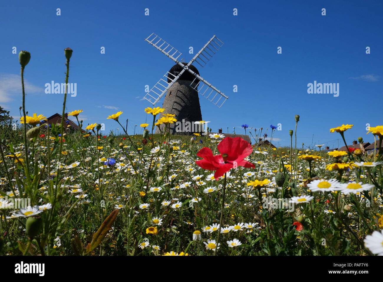 Flowers at Whitburn windmill, Sunderland, as the hot weather continues. Stock Photo