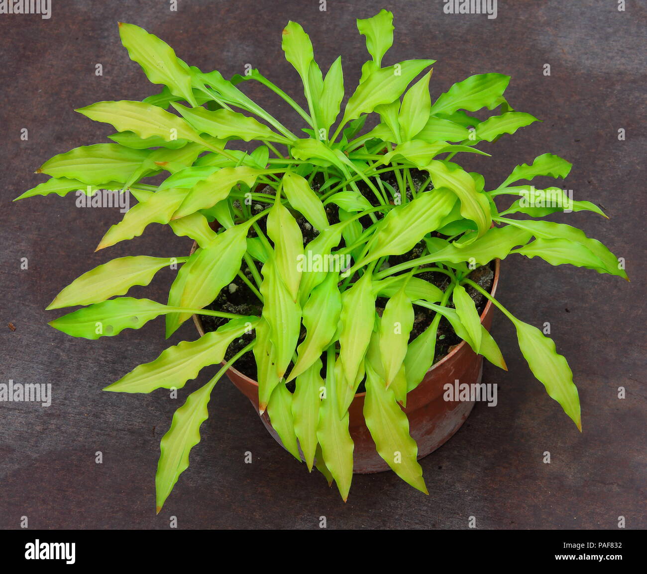 Thisv Hosta plant with its long yellow to lime coloured leaves is a apart  of the British National Collection of small and miniature hosta's Stock  Photo - Alamy