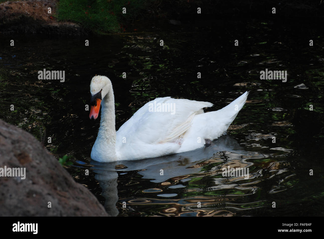 White swan swimming in a shallow pond Stock Photo - Alamy
