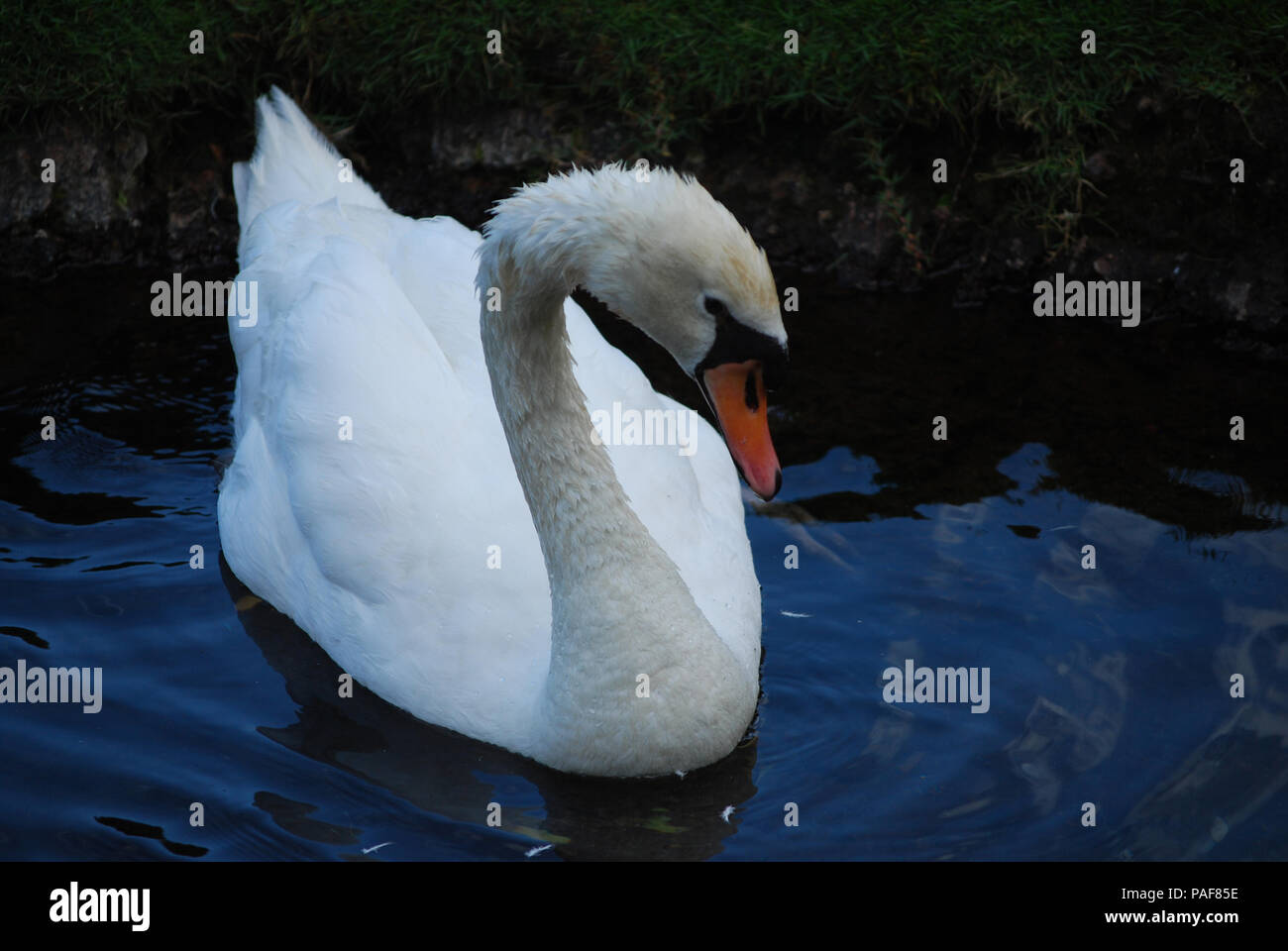 Amazing swimming swan in a pond in nature Stock Photo - Alamy