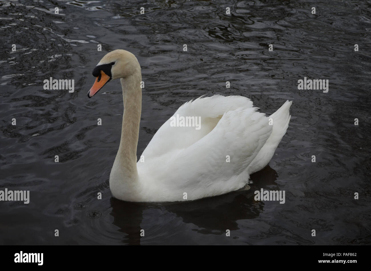 White swan swimming in shallow pond water Stock Photo - Alamy