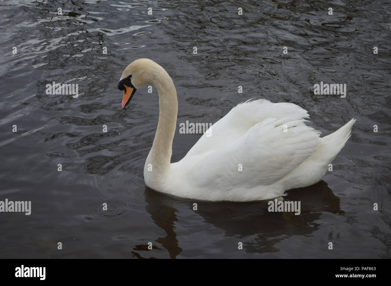 Amazing white swan swimming in a lake Stock Photo - Alamy