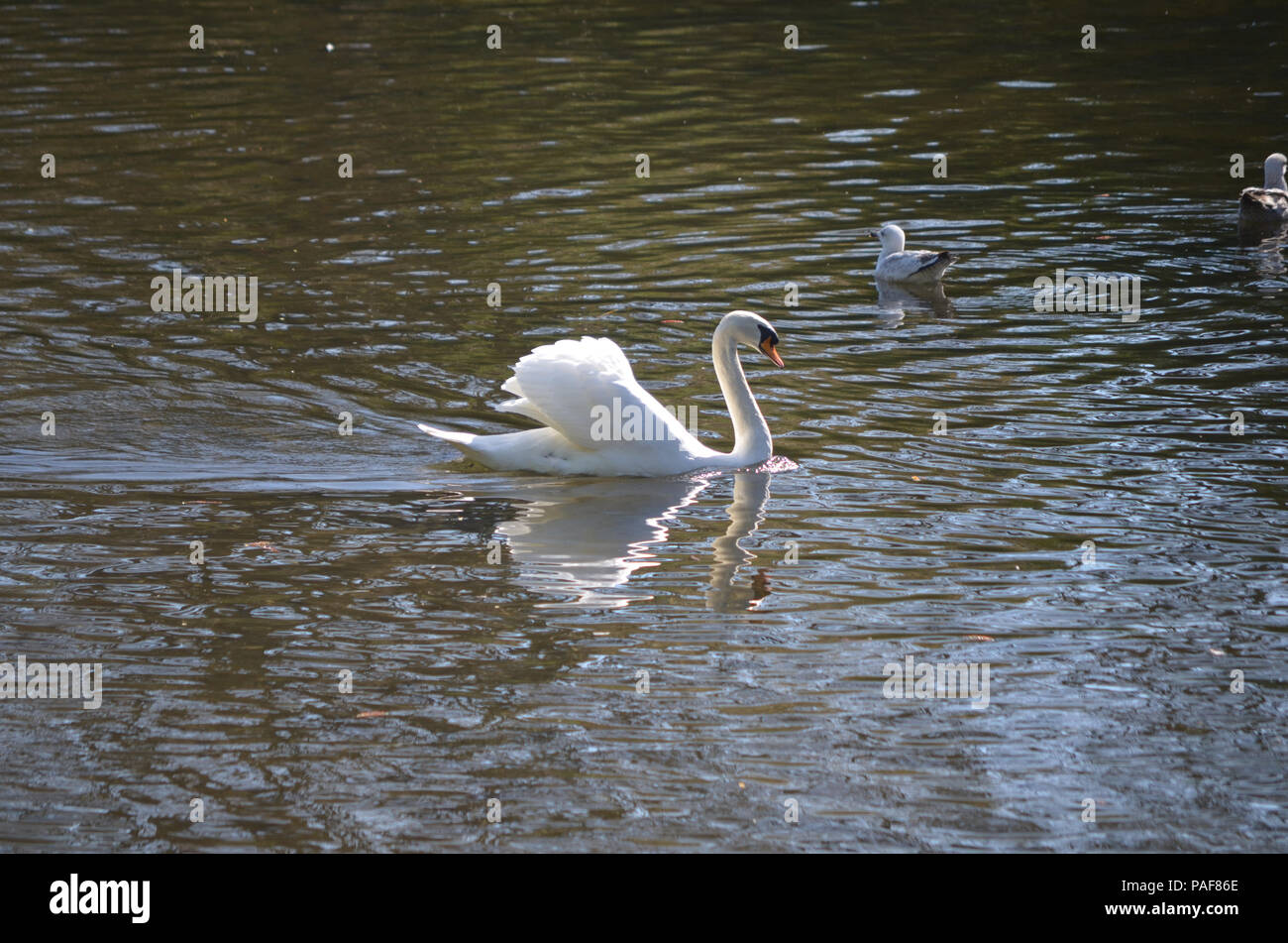 Beautiful reflections of a swimming white swan in a pond Stock Photo ...