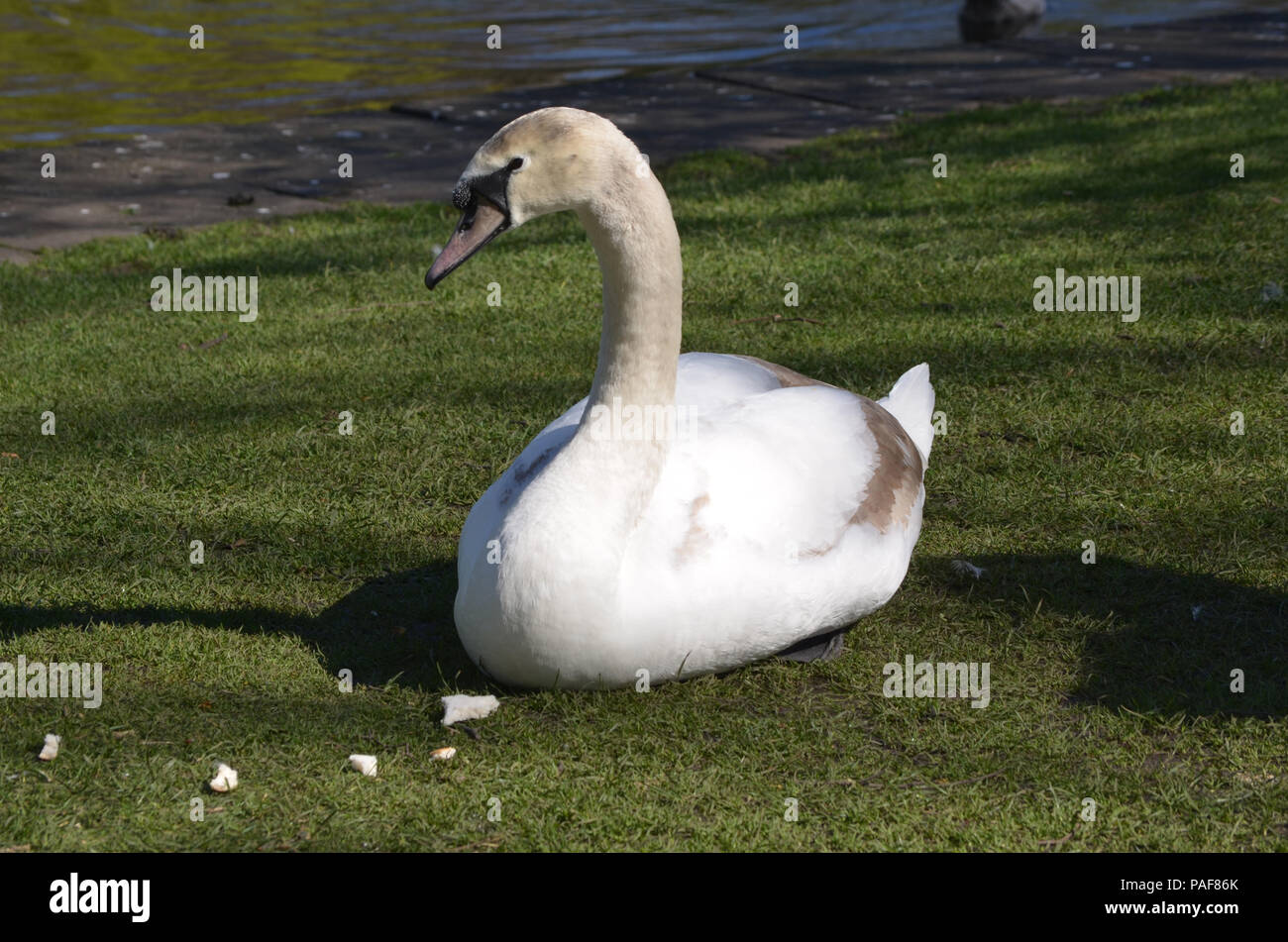White swan with chunks of white bread in grass Stock Photo Alamy