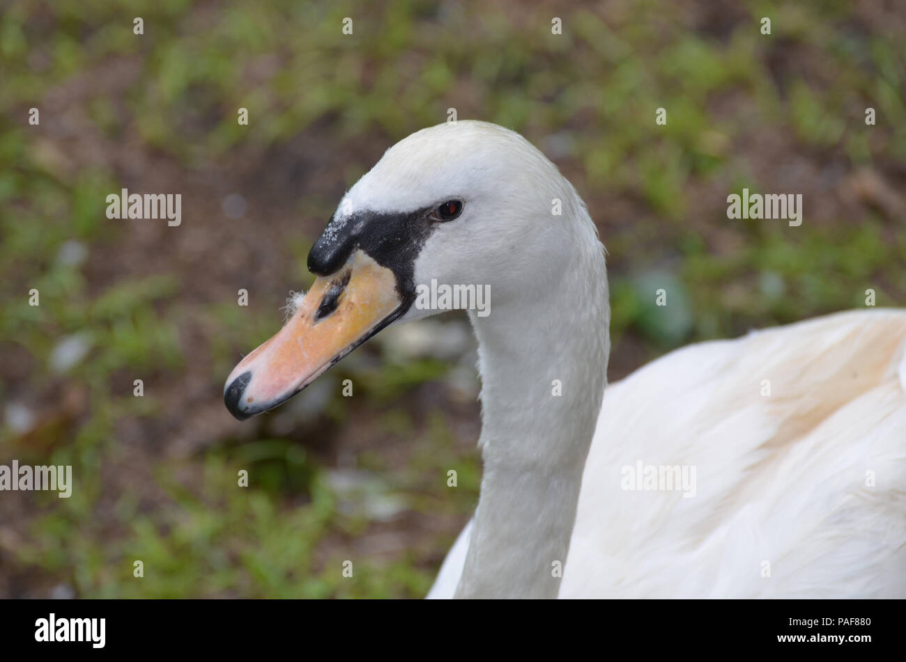 Amazing fluffy white feathers of a white swan Stock Photo Alamy