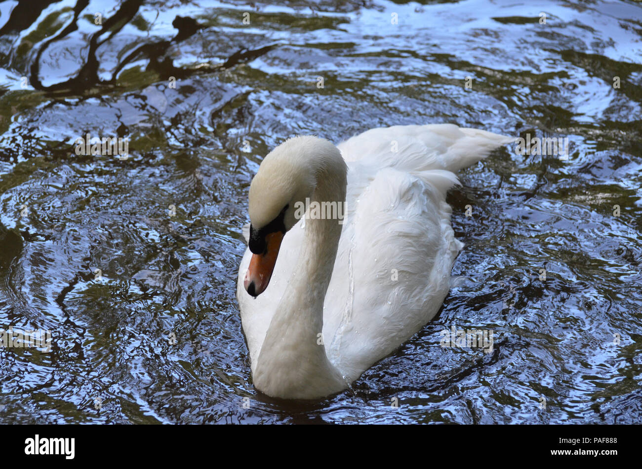 Gorgeous white swan swimming in a shallow pond Stock Photo - Alamy