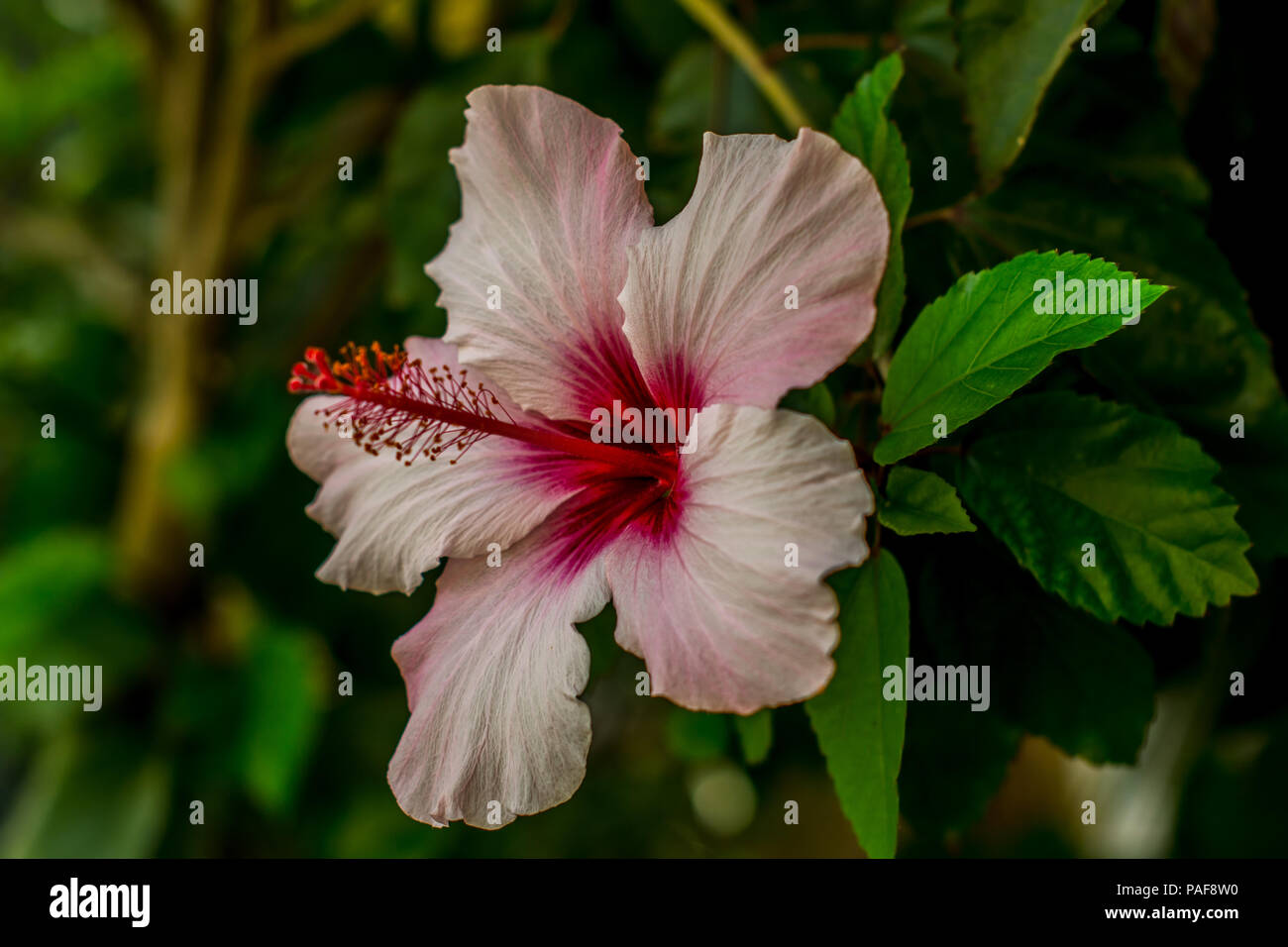 Hibiscus is a genus of flowering plants in the mallow family, Malvaceae. Stock Photo