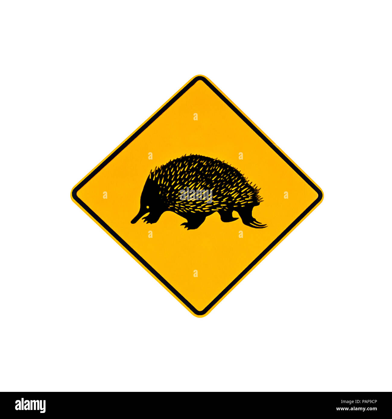 Australian wildlife warning road sign for echidna on the road and highways of Australia. Isolated on white. Stock Photo