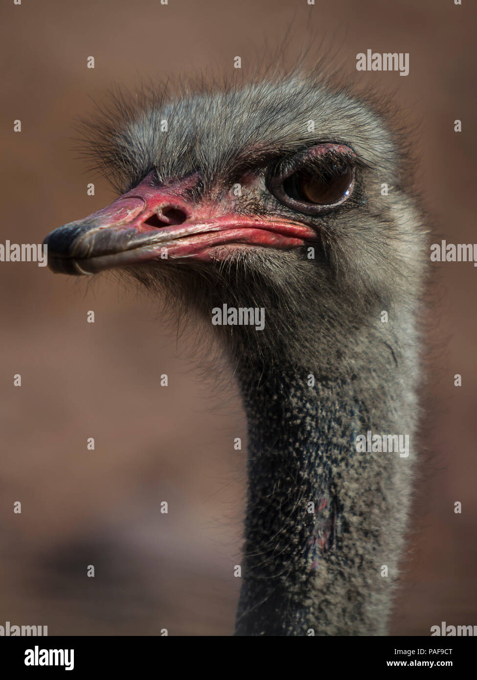 Look of a beautiful ostrich Stock Photo