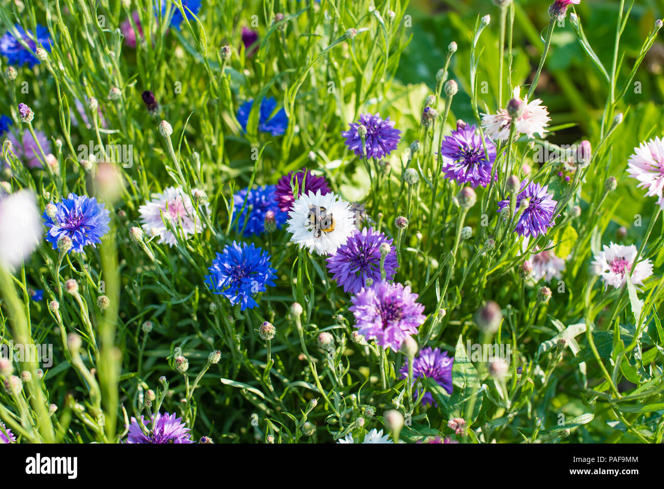 White cornflower hires stock photography and images Alamy