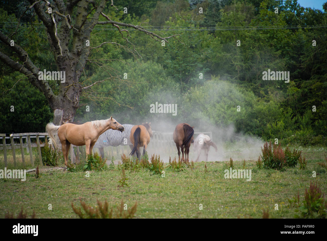 A group of chestnut brown horses refreshing themselves in a dustbowl during the hot summer by the shade of a leafless gnarled old tree stump Stock Photo