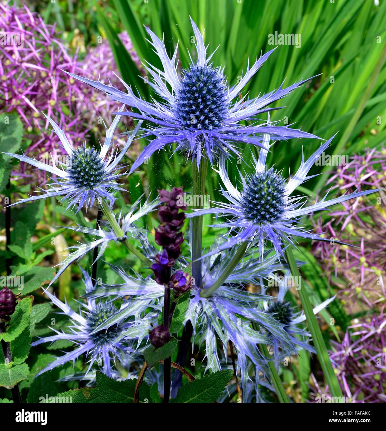 Alpine Eryngo, Alpine Sea Holly 'Jos Eijking',Eryngium alpinum Stock