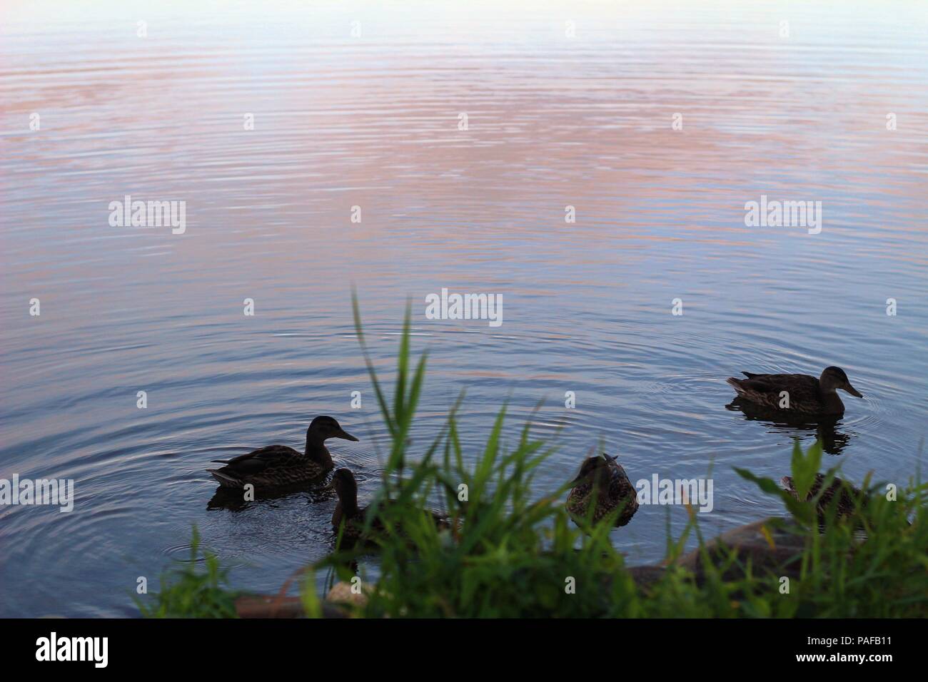 Clam swimming hires stock photography and images Alamy