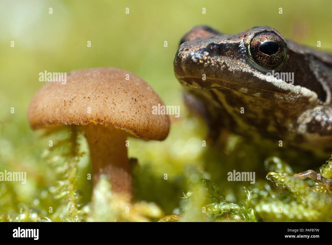 Iberian frog (Rana iberica) leggy frog Stock Photo