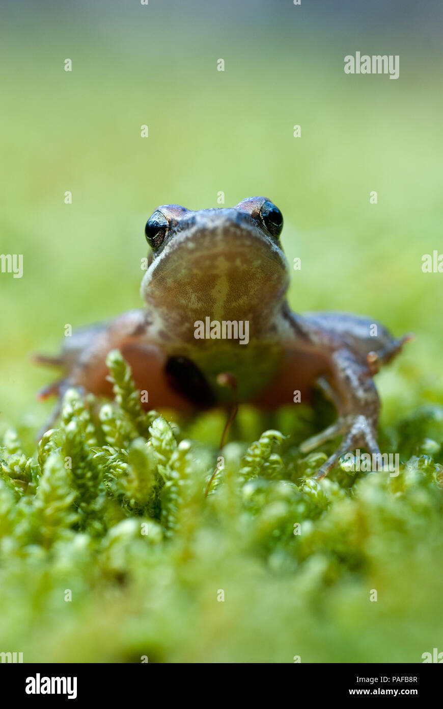 Iberian frog (Rana iberica) leggy frog Stock Photo