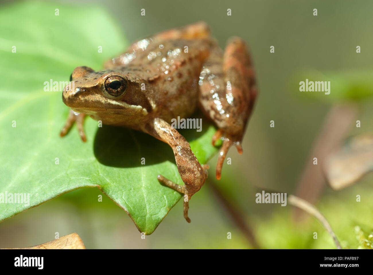 Iberian frog (Rana iberica) leggy frog Stock Photo