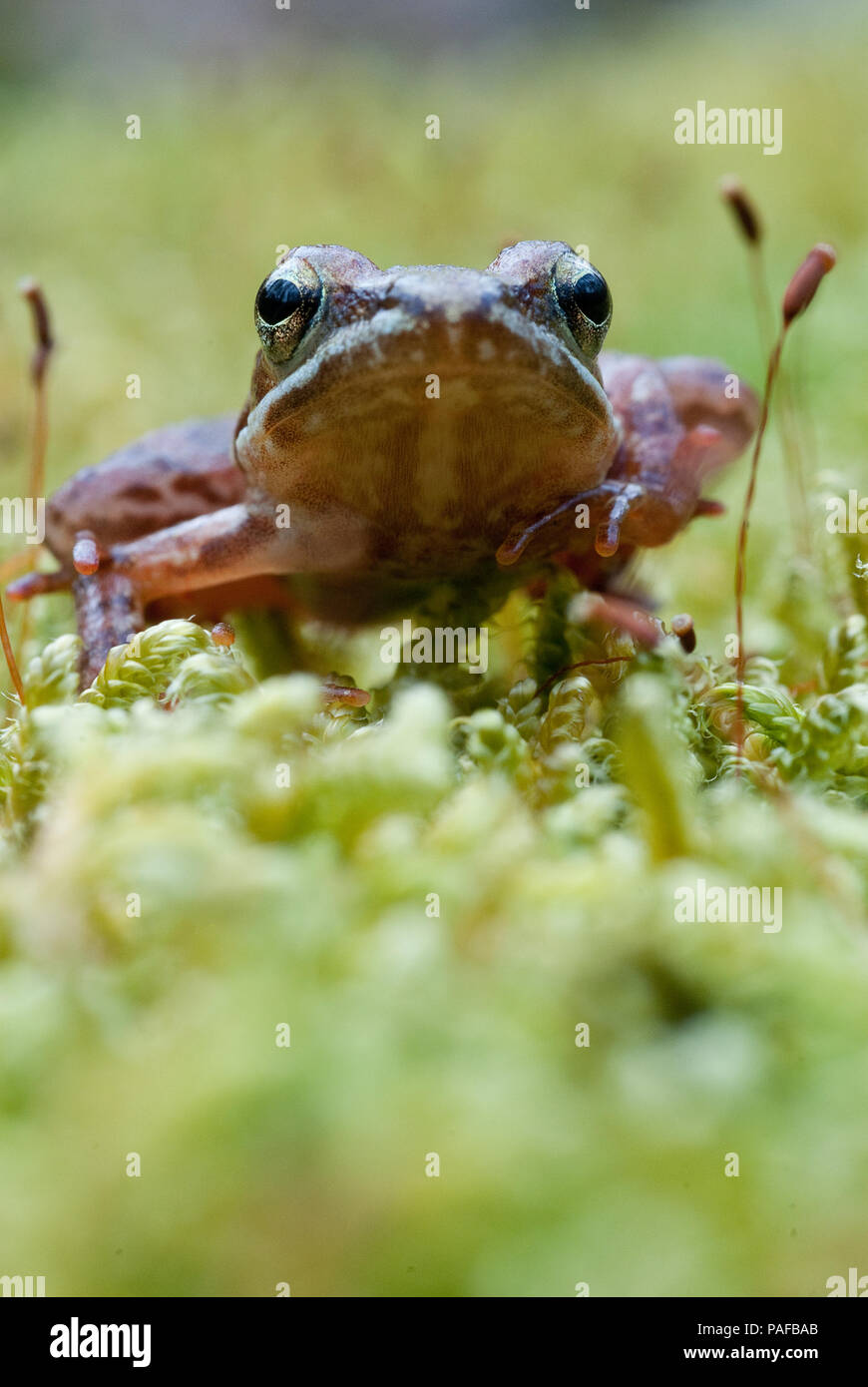 Iberian frog (Rana iberica) leggy frog Stock Photo