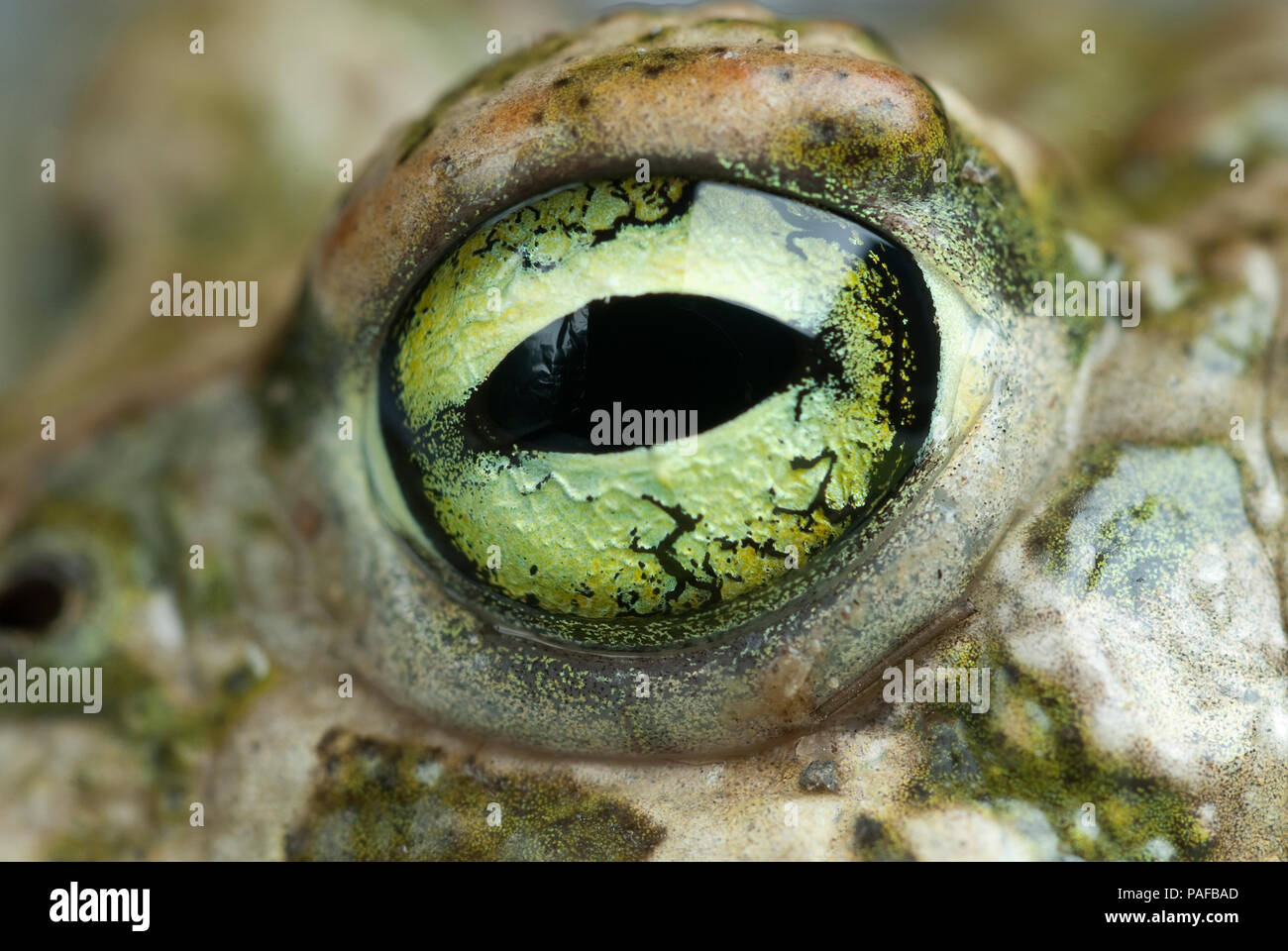 Spadefoot toad, Pelobates cultripes, amphibian Stock Photo