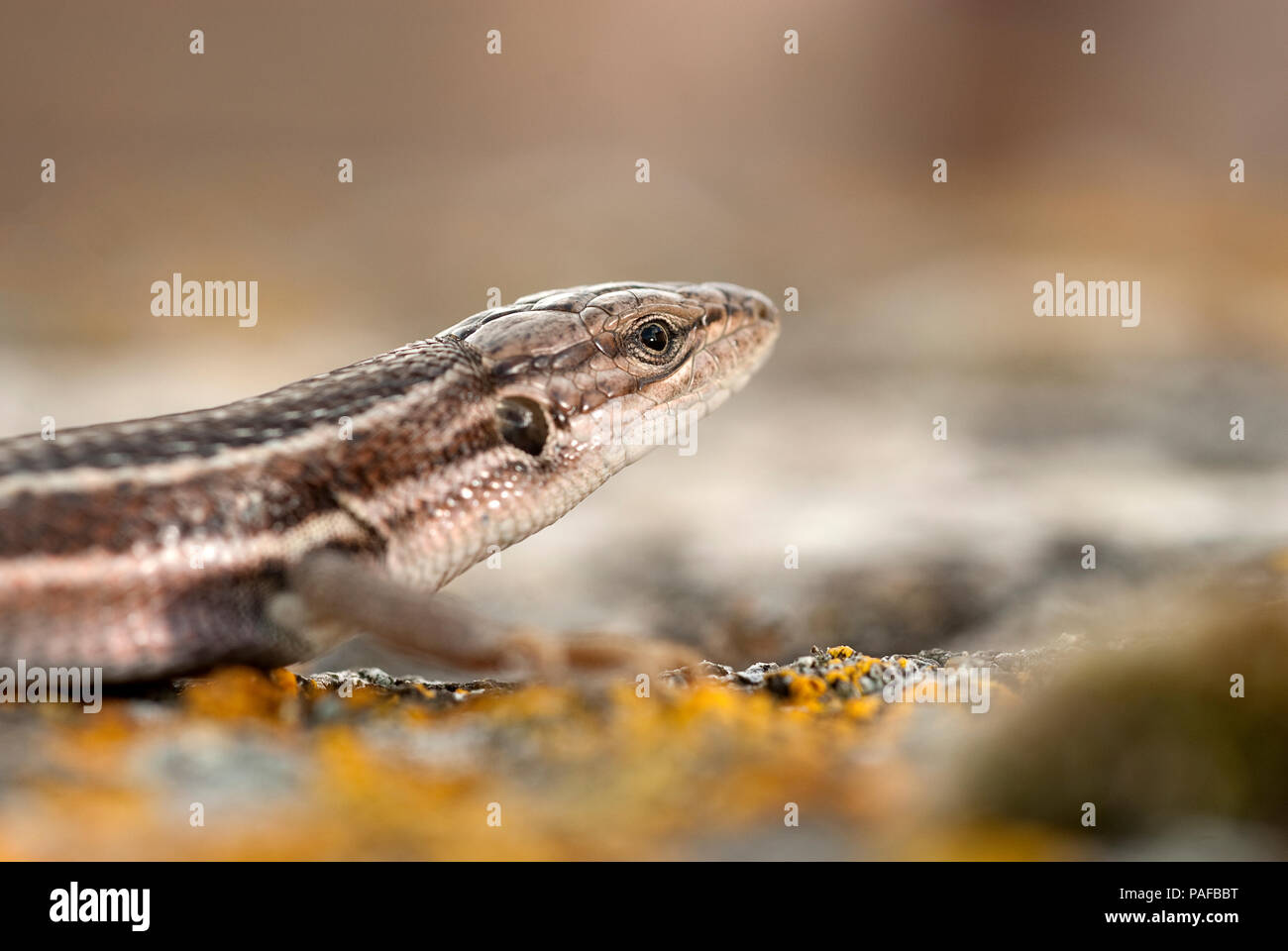 Large Psammodromus, Psammodromus algirus Stock Photo Alamy