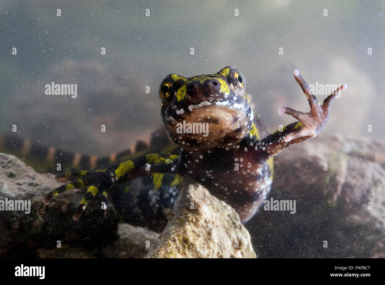Marbled newt, Triturus marmoratus in the water, crest, amphibian Stock Photo