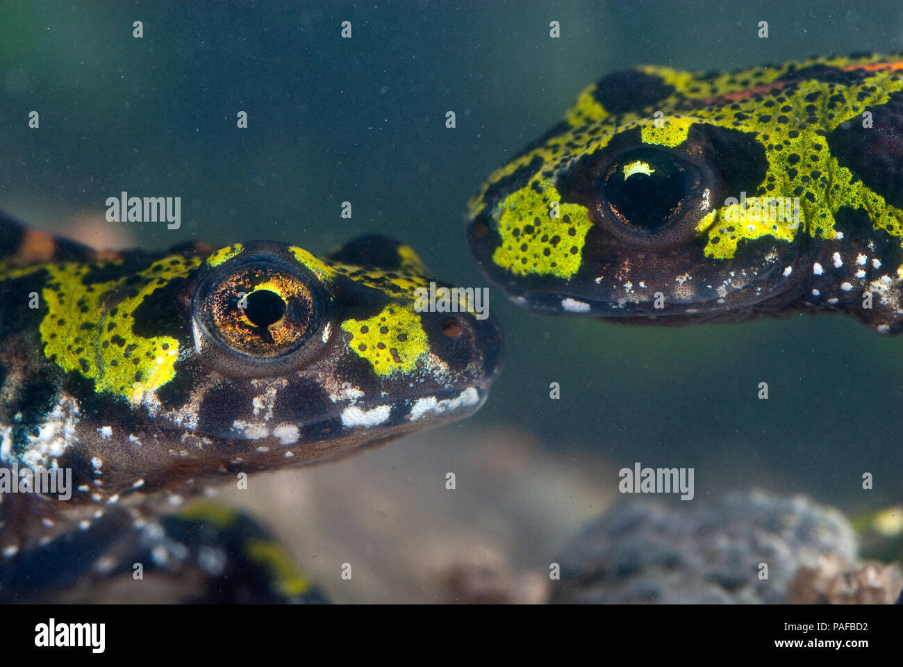 Marbled newt, Triturus marmoratus in the water, crest, amphibian Stock Photo
