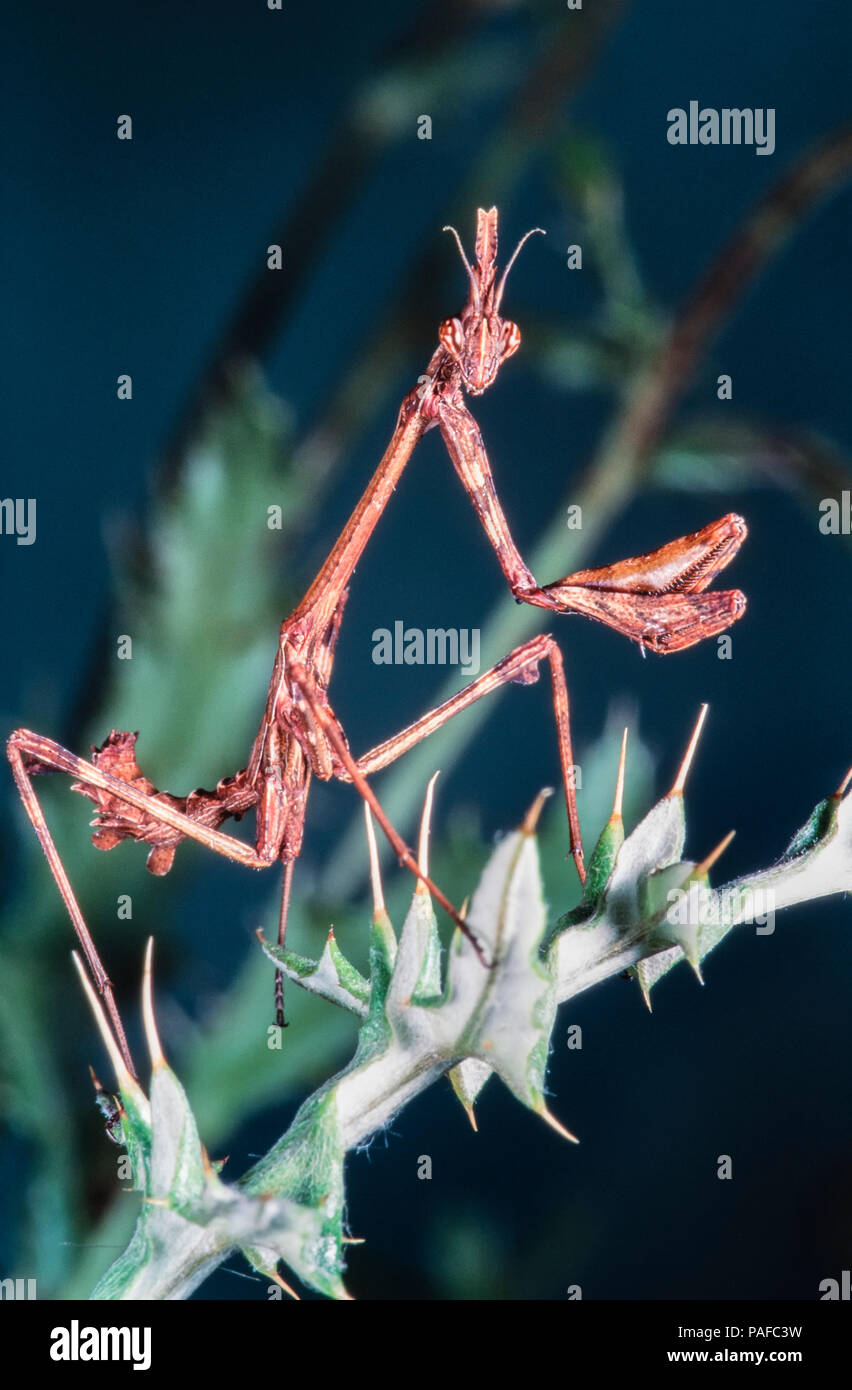 Conehead Mantis Empusa Pennata High Resolution Stock Photography and