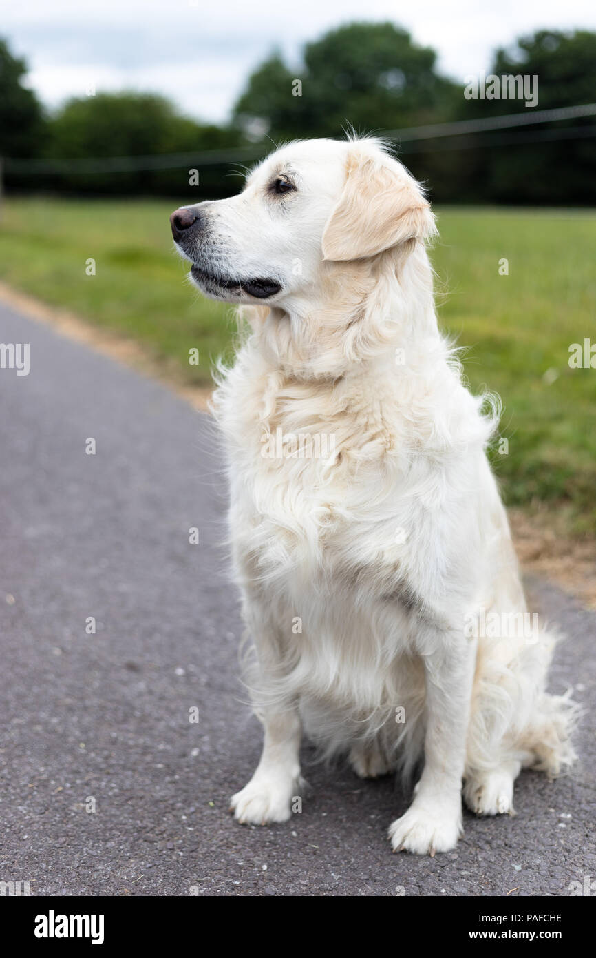 can golden retrievers have white on them
