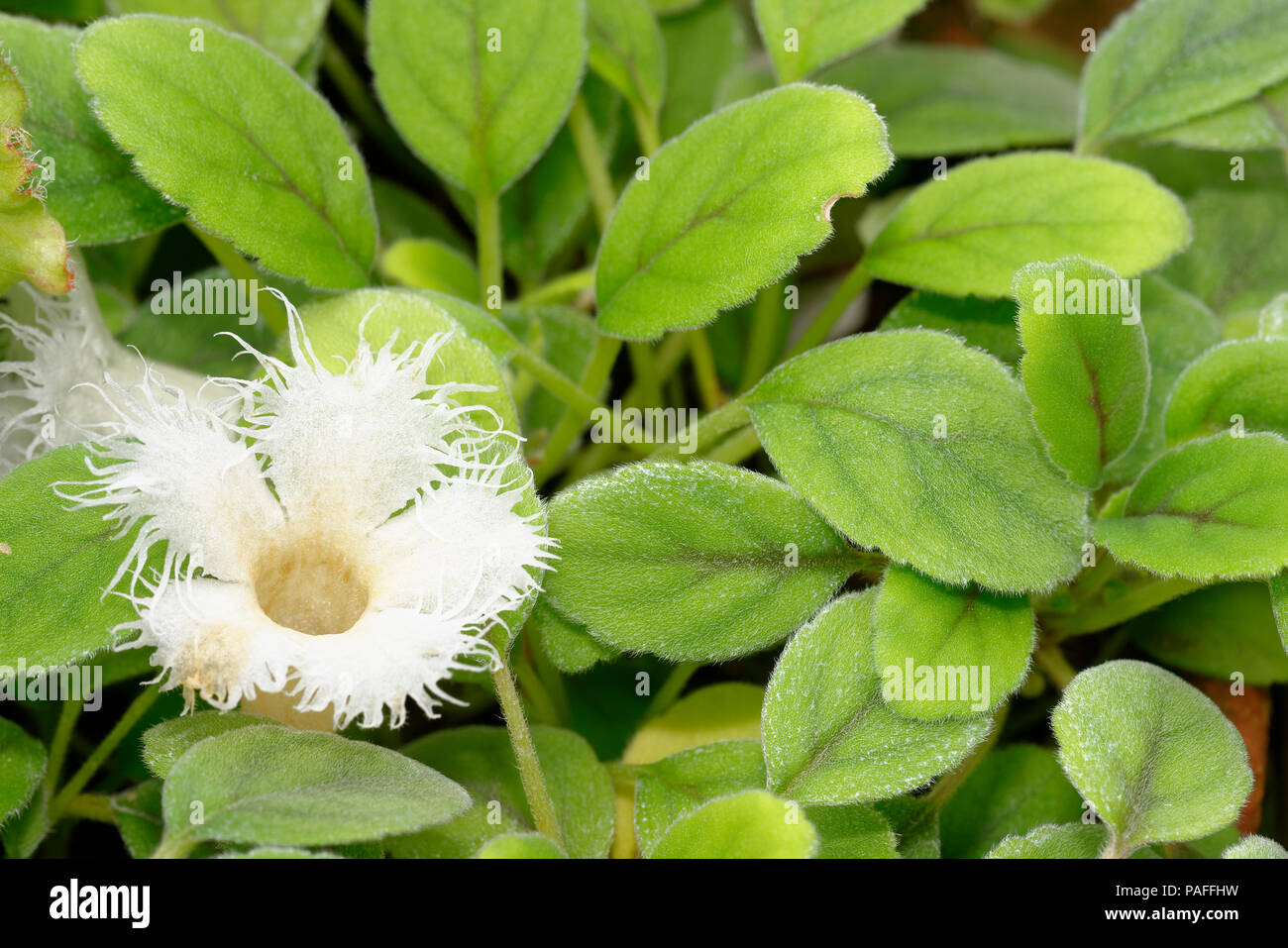 Lace Flower - Alsobia dianthiflora  Syn. Episcia dianthiflora From central America Stock Photo