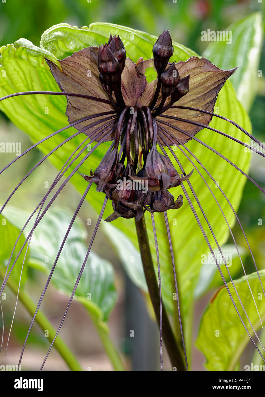 Bat flower hi-res stock photography and images - Alamy