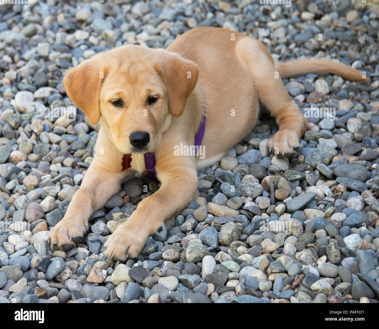 Labrador retriever mix hi-res stock photography and images - Alamy