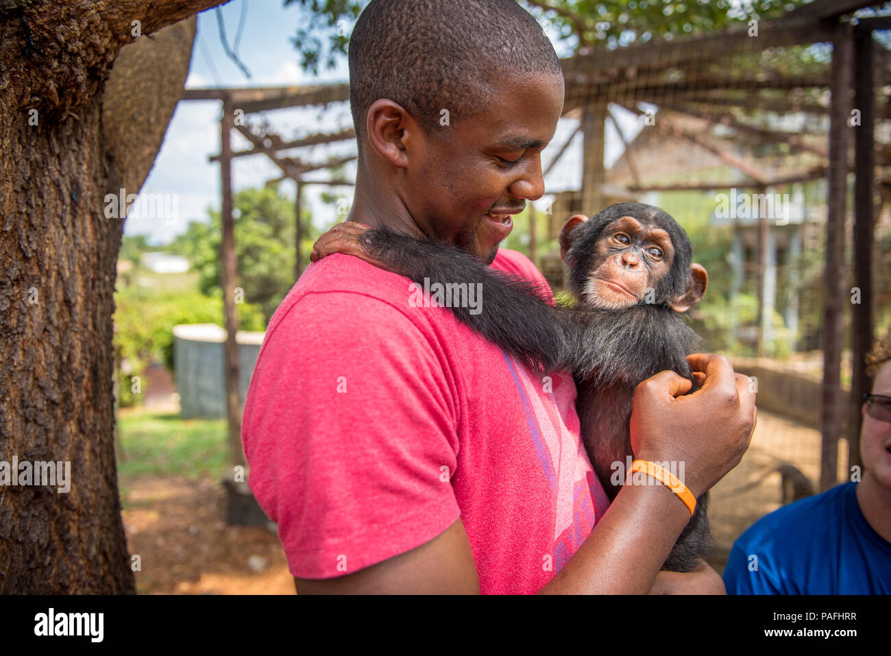 Young person of color holds baby chimpanzee (Pan troglodytes) Ganta Liberia Stock Photo