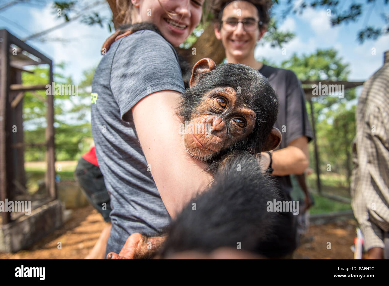 Young female student holds chimpanzee (Pan troglodytes) who reaches for camera. Ganta LiberiaGanta Liberia Stock Photo