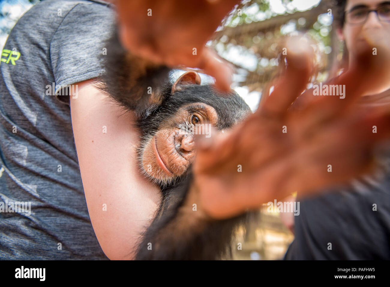 Young female student holds chimpanzee (Pan troglodytes) who reaches for camera. Ganta LiberiaGanta Liberia Stock Photo