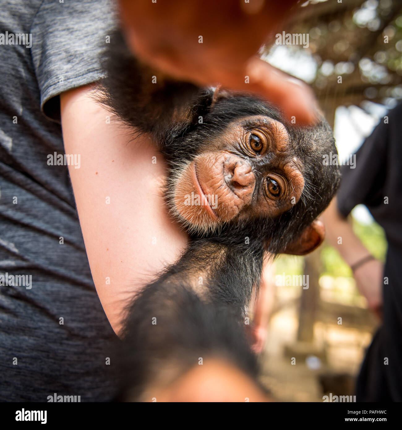 Young female student holds chimpanzee (Pan troglodytes) who reaches for camera. Ganta LiberiaGanta Liberia Stock Photo