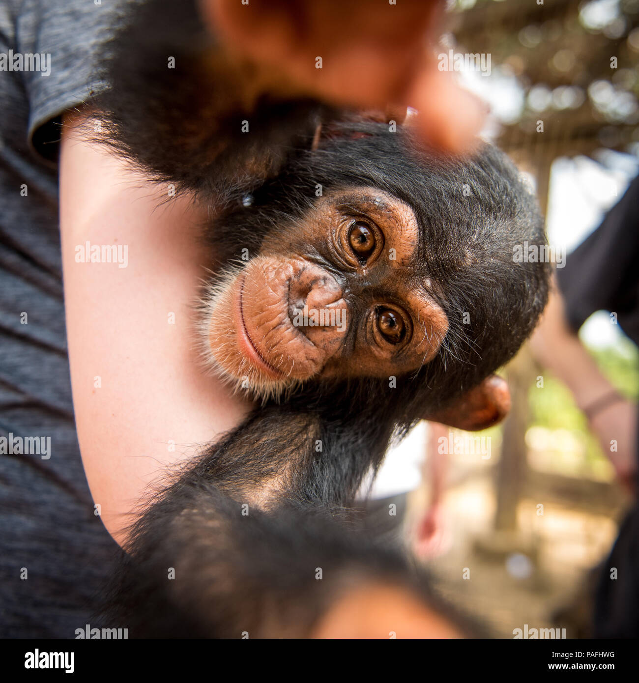 Young female student holds chimpanzee (Pan troglodytes) who reaches for camera. Ganta LiberiaGanta Liberia Stock Photo