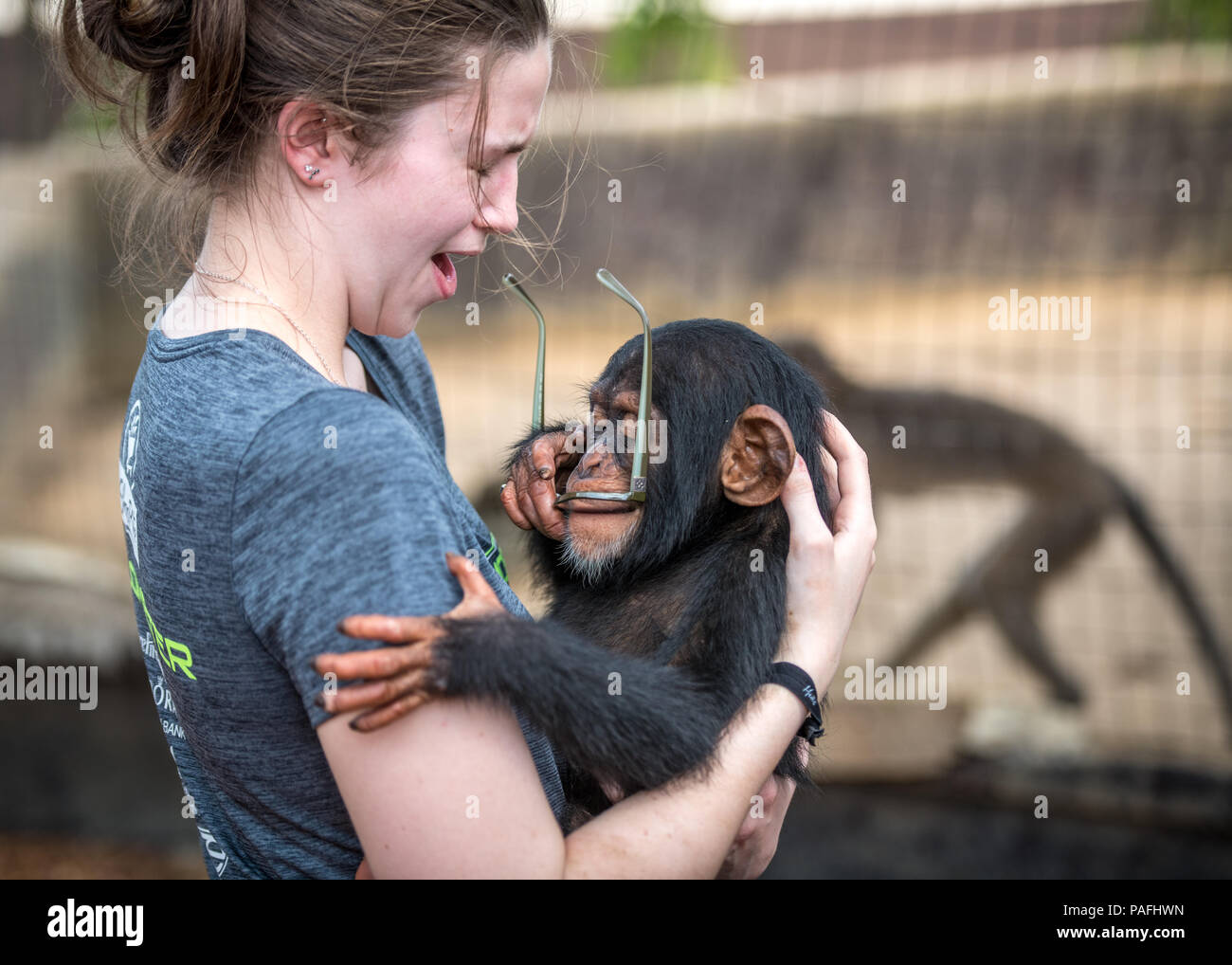 Young woman holding chimpanzee (Pan troglodytes) is surprised by chimpanzee taking her glasses and putting them in his mouth. Ganta Liberia Stock Photo