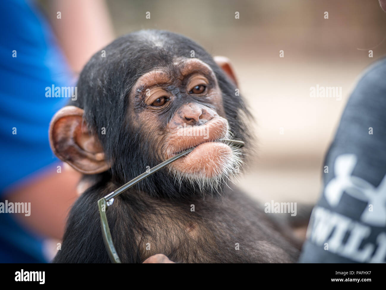 A silly baby chimpanzee (Pan troglodytes) puts the glasses he has stolen in his mouth, Ganta Liberia Stock Photo