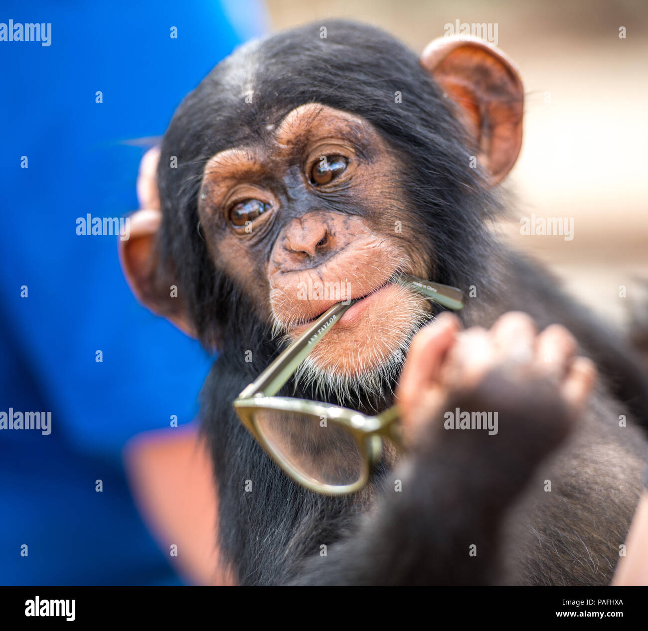 A silly baby chimpanzee (Pan troglodytes) puts the glasses he has stolen in his mouth, Ganta Liberia Stock Photo