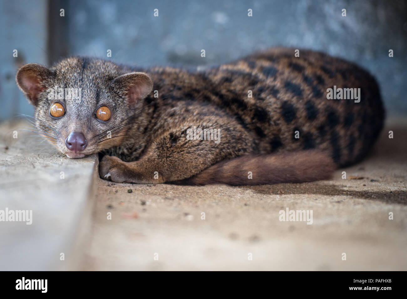 African Civet High Resolution Stock Photography And Images Alamy