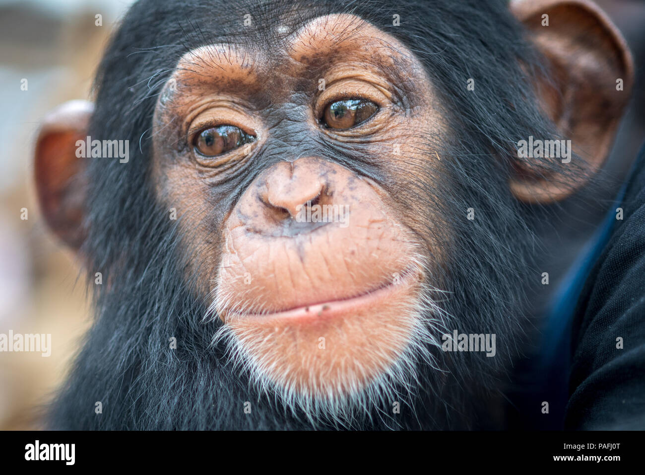 A close up look at the face of a baby chimpanzee.(Pan troglodytes) Ganta Liberia Stock Photo