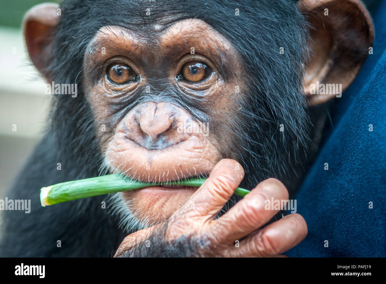 A close up look at the face of a baby chimpanzee.(Pan troglodytes) Ganta Liberia Stock Photo